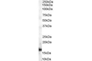 ABIN185542 (2µg/ml) staining of human lymph node lysate (35µg protein in RIPA buffer). (PPIA 抗体  (Internal Region))