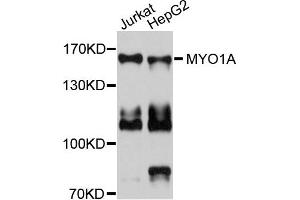Western blot analysis of extracts of Jurkat and HepG2 cells, using MYO1A antibody. (Myosin IA 抗体)