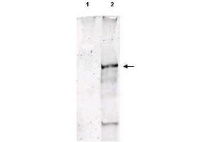 Western Blot of Sheep Anti-ATM pS1981 polyclonal antibody. (ATM 抗体  (pSer1981))