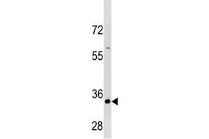 Cyclin B3 antibody western blot analysis in HepG2 cell line lysate (Cyclin B3 抗体  (AA 1311-1338))