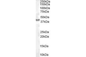 ABIN185604 (1µg/ml) staining of Human Kidney lysate (35µg protein in RIPA buffer). (CDX2 抗体  (Internal Region))