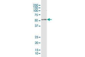 RPL4 MaxPab rabbit polyclonal antibody. (RPL4 抗体  (AA 1-427))
