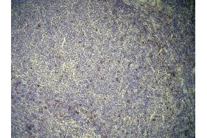 Immunohistochemistry (IHC) image for anti-CD7 (CD7) (AA 221-238), (C-Term) antibody (ABIN870615) (CD7 抗体  (C-Term))