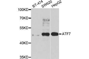 Western blot analysis of extracts of various cell lines, using ATF7 antibody (ABIN5975307) at 1/1000 dilution. (AFT7 抗体)