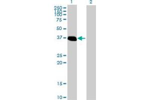 Western Blot analysis of ZNF444 expression in transfected 293T cell line by ZNF444 MaxPab polyclonal antibody.