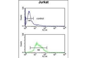 ZBTB2 Antibody (C-term) (ABIN390710 and ABIN2840992) flow cytometric analysis of Jurkat cells (bottom histogram) compared to a negative control cell (top histogram). (ZBTB2 抗体  (C-Term))