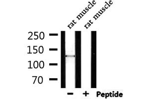 Western blot analysis of extracts from rat muscle, using SPZ1 Antibody. (SPZ1 抗体  (Internal Region))