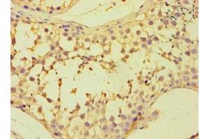 Immunohistochemistry of paraffin-embedded human testis tissue using ABIN7152381 at dilution of 1:100 (CAPZB 抗体  (AA 1-272))