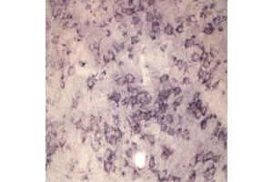 IHC on rat brain using Rabbit antibody to extracellular, N-terminal part of Sortilin (Neurotensin receptor 3, NTR3, Sort1): IgG  at a concentration of 10 µg/ml. (Sortilin 1 抗体)