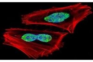 Immunofluorescence (IF) image for anti-Recombination Signal Binding Protein For Immunoglobulin kappa J Region (RBPJ) (AA 1-29) antibody (ABIN3032451)