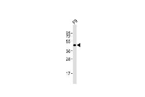 Anti-Pou5f1 Antibody (N-term)at 1:2000 dilution + F9 whole cell lysates Lysates/proteins at 20 μg per lane. (OCT4 抗体  (N-Term))