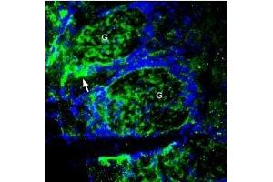 Immunohistochemistry (IHC) image for anti-Solute Carrier Family 30 (Zinc Transporter), Member 1 (SLC30A1) (AA 473-485), (Intracellular) antibody (ABIN7043714)