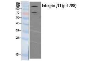 Western Blot analysis of HeLa extracts of mitotic cells generated by treatment with Phospho-ITGB1 (Thr788) Polyclonal Antibody (ITGB1 抗体  (pThr788))