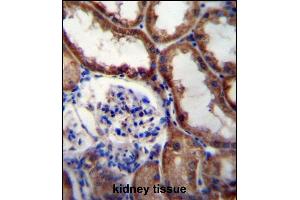 WNT16 Antibody (C-term) (ABIN657146 and ABIN2846282) immunohistochemistry analysis in formalin fixed and paraffin embedded human kidney tissue followed by peroxidase conjugation of the secondary antibody and DAB staining. (WNT16 抗体  (C-Term))