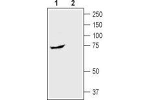 Western blot analysis of rat small intestine lysate: - 1. (SLC5A1 抗体  (Extracellular, N-Term))