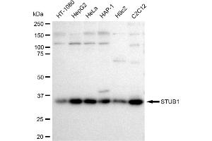 Western blotting analysis using STUB1 antibody (ABIN7800441).