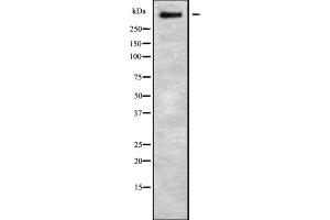 Western blot analysis of ZFHX4 using HUVEC whole cell lysates (ZFHX4 抗体)