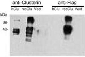 Western Blotting (WB) image for anti-Clusterin (CLU) antibody (ABIN7211558) (Clusterin 抗体)