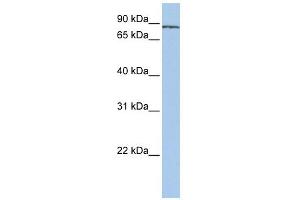 SF3A1 antibody used at 1 ug/ml to detect target protein. (SF3A1 抗体  (N-Term))