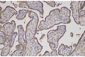 Immunohistochemistry of paraffin-embedded Human placenta using ANXA5 Polycloanl Antibody at dilution of 1:150 (Annexin V 抗体)