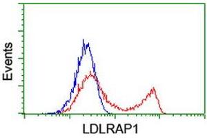 HEK293T cells transfected with either RC206643 overexpress plasmid (Red) or empty vector control plasmid (Blue) were immunostained by anti-LDLRAP1 antibody (ABIN2455231), and then analyzed by flow cytometry. (LDLRAP1 抗体)