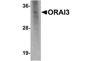 Western Blotting (WB) image for anti-ORAI Calcium Release-Activated Calcium Modulator 3 (ORAI3) (C-Term) antibody (ABIN492535) (ORAI3 抗体  (C-Term))