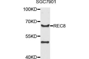Western blot analysis of extract of SGC7901 cells, using REC8 antibody. (REC8 抗体)