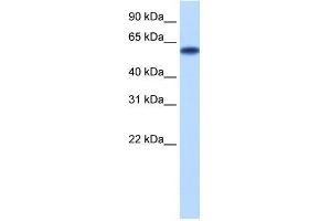Transfected 293T; WB Suggested Anti-ZNF394 Antibody Titration: 0. (ZNF394 抗体  (N-Term))