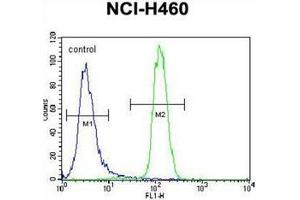 Flow cytometric analysis of NCI-H460 cells using LETM2 Antibody (N-term) Cat. (LETM2 抗体  (N-Term))