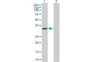 Western Blot analysis of PRSS8 expression in transfected 293T cell line by PRSS8 MaxPab polyclonal antibody. (PRSS8 抗体  (AA 1-343))
