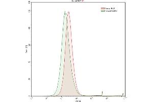Detection of HCK in Raji human Burkitt's lymphoma cell line using Polyclonal Antibody to Hemopoietic Cell Kinase (HCK) (HCK 抗体  (AA 2-526))