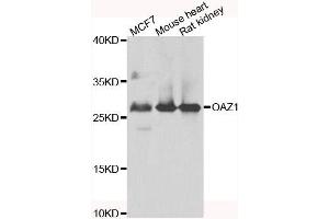 Western blot analysis of extracts of various cell lines, using OAZ1 antibody.