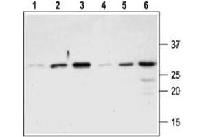 Western blot analysis of Recombinant mouse proNGF protein (#N-250), (lanes 1-3) and Recombinant human proNGF protein (#N-280), (lanes 4-6): - 1,4. (Nerve Growth Factor 抗体  (Pro-Domain))