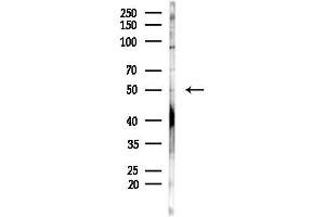 anti-RNA Binding Motif, Single Stranded Interacting Protein 3 (RBMS3) (Internal Region) antibody