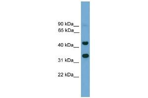 WB Suggested Anti-Foxi2 Antibody Titration:  0.