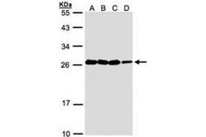 Image no. 1 for anti-Hematological and Neurological Expressed 1 (HN1) (AA 1-176) antibody (ABIN467491) (HN1 抗体  (AA 1-176))
