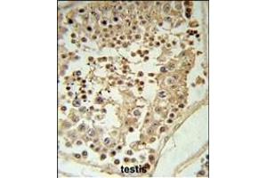 GDHS Antibody (Center) 8610c IHC analysis in formalin fixed and paraffin embedded testis tissue followed by peroxidase conjugation of the secondary antibody and DAB staining. (GAPDHS 抗体  (AA 104-134))