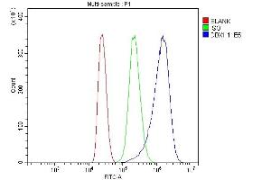 Flow Cytometry analysis of MCF-7 cells using anti-DDX1 antibody (ABIN7602050). (DDX1 抗体  (AA 562-740))