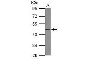 Image no. 1 for anti-YY1 Transcription Factor (YY1) (AA 91-384) antibody (ABIN1501791) (YY1 抗体  (AA 91-384))