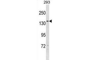 NPC1L1 Antibody (N-term) (ABIN1881583 and ABIN2839095) western blot analysis in 293 cell line lysates (35 μg/lane). (NPC1L1 抗体  (N-Term))
