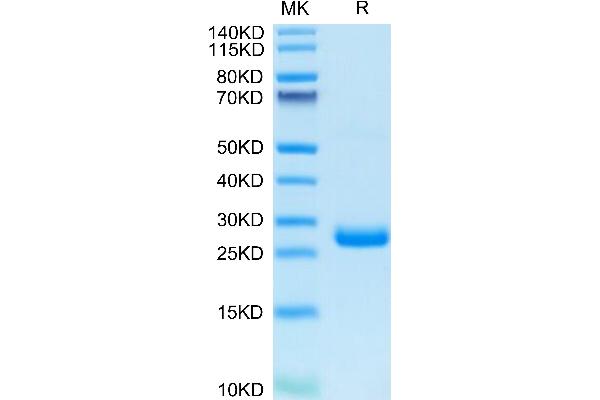 BTN3A3 Protein (AA 30-248) (His tag)