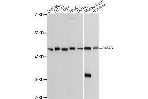 Western blot analysis of extracts of various cell lines, using CMAS Antibody. (CMAS 抗体  (AA 1-263))