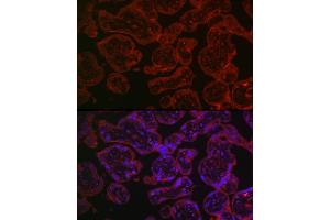 Immunofluorescence analysis of human placenta using CD55 Rabbit pAb1 (ABIN3021784, ABIN3021785, ABIN3021786 and ABIN6215890) at dilution of 1:150 (40x lens). (CD55 抗体  (AA 40-300))
