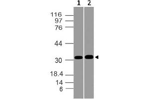 Image no. 1 for anti-Msh Homeobox 1 (MSX1) antibody (ABIN5027731) (MSX1 抗体)