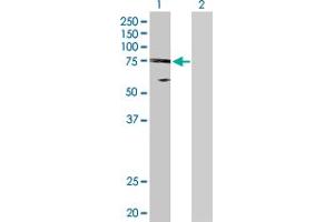 Western Blot analysis of UBE2O expression in transfected 293T cell line by UBE2O MaxPab polyclonal antibody. (UBE2O 抗体  (AA 1-741))
