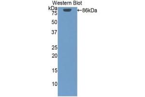 Detection of Recombinant HSP90aA1, Human using Polyclonal Antibody to Heat Shock Protein 90 kDa Alpha A1 (HSP90aA1) (HSP90AA1 抗体  (AA 698-732))