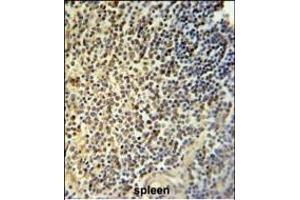 NR5A1 Antibody (N-term) (ABIN651299 and ABIN2840177) IHC analysis in formalin fixed and paraffin embedded human spleen tissue followed by peroxidase conjugation of the secondary antibody and DAB staining. (NR5A1 抗体  (N-Term))