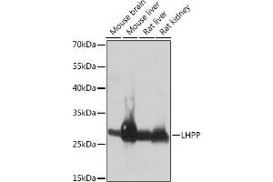 Western blot analysis of extracts of various cell lines, using LHPP antibody (ABIN7269358) at 1:1000 dilution. (LHPP 抗体  (AA 1-270))