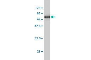 Western Blot detection against Immunogen (73. (AHCY 抗体  (AA 1-432))