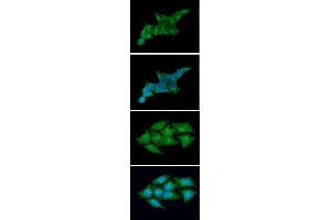 ICC/IF analysis of REXO2 in 293T cells line, stained with DAPI (Blue) for nucleus staining and monoclonal anti-human REXO2 antibody (1:100) with goat anti-mouse IgG-Alexa fluor 488 conjugate (Green). (REXO2 抗体  (AA 26-237))